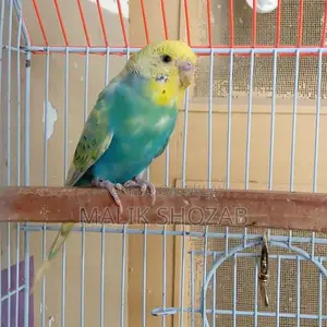 Photo - Rainbow Chicken Chicks - Mixed Breed Young Poultry