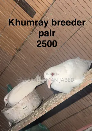Fancy Pigeons