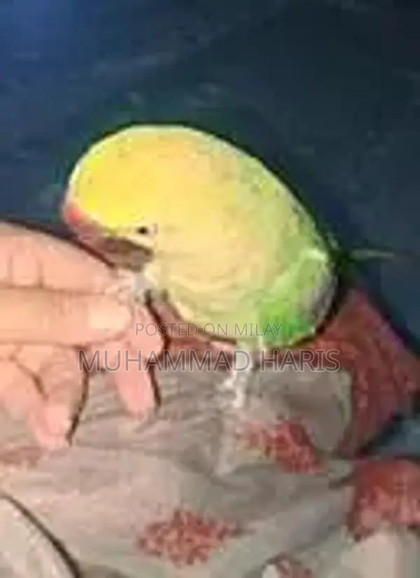 Handtam parrots