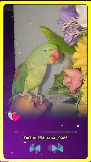 Handtam parrots