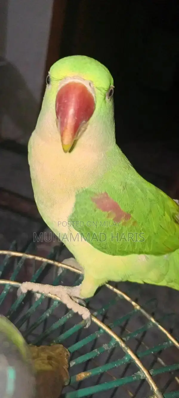 Handtam parrots