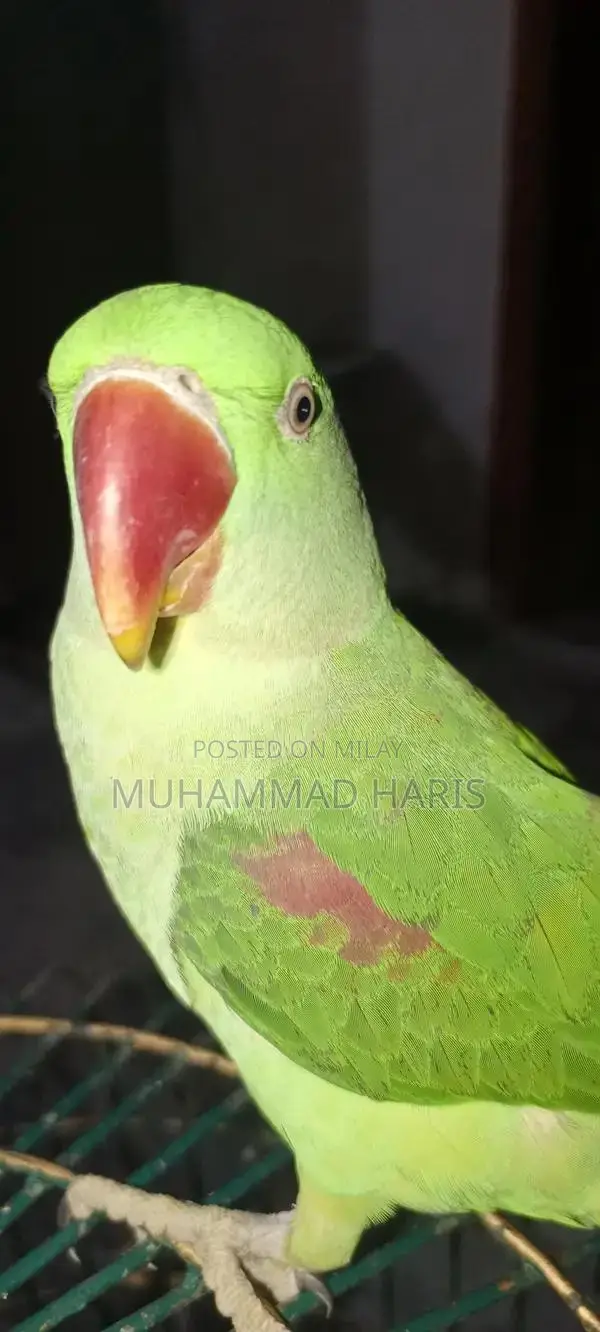 Handtam parrots