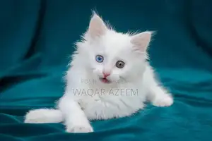 Photo - Turkish cat for sale