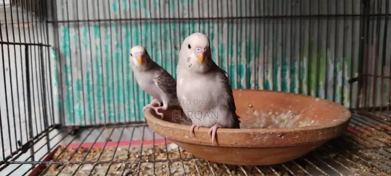 1 Pair Australian Parrots for Sale