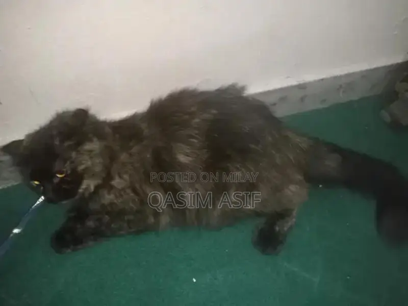 9-Month-Persian Cat for Sale