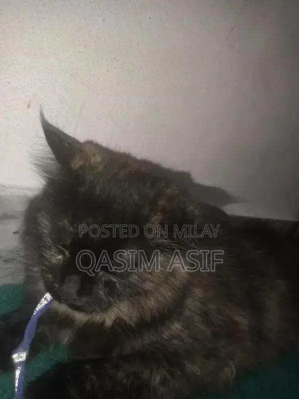 9-Month-Persian Cat for Sale