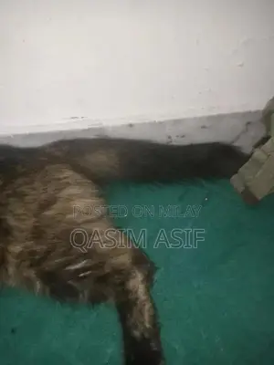 9-Month-Persian Cat for Sale