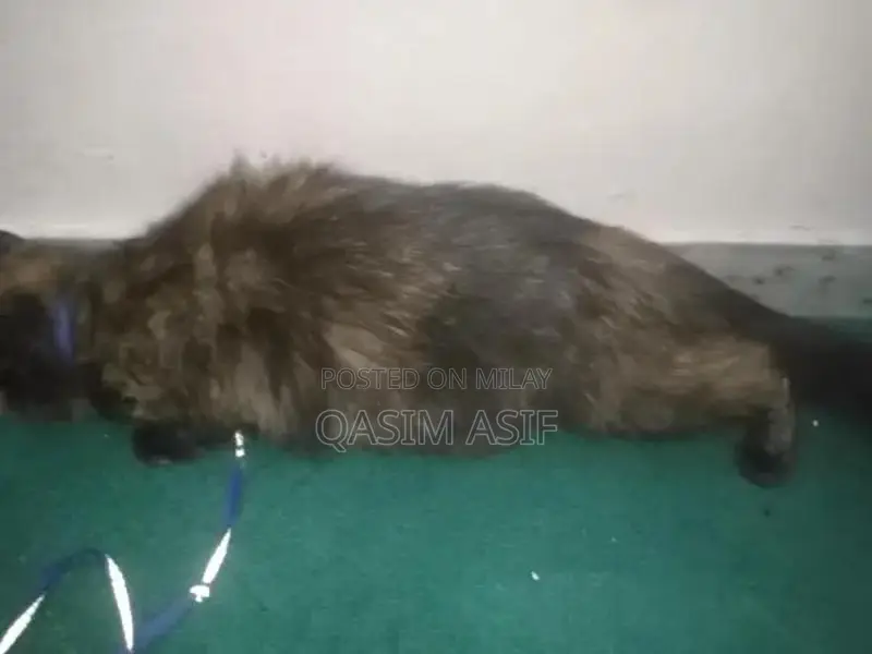 9-Month-Persian Cat for Sale
