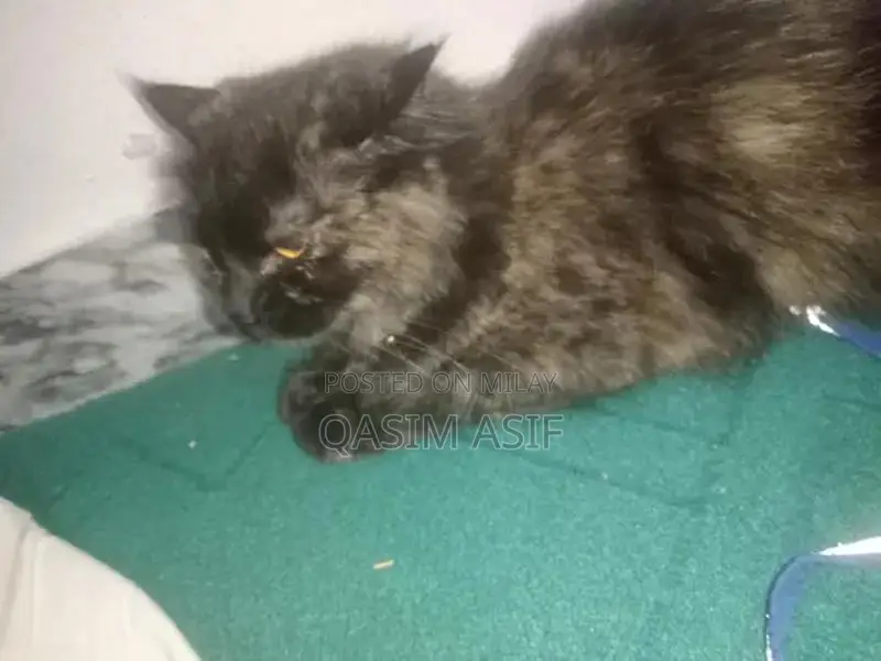 9-Month-Persian Cat for Sale