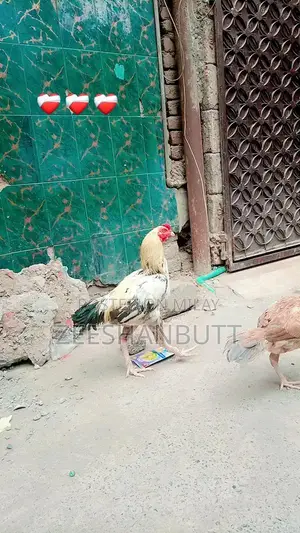 Photo - aseel Murga Ka Jora hai  3 bacche Hain