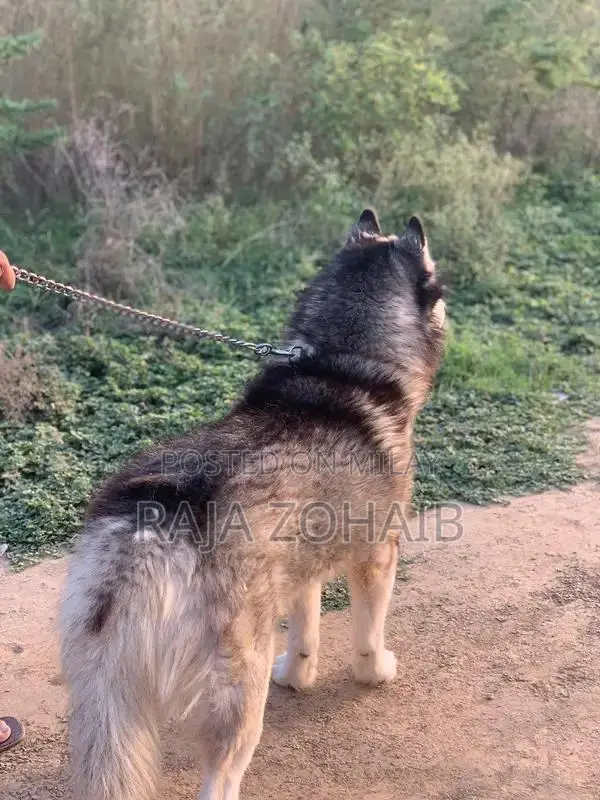 Urgent sale : Siberian Husky [contact no]