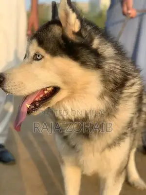 Urgent sale : Siberian Husky [contact no]