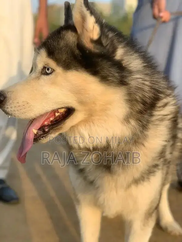 Urgent sale : Siberian Husky [contact no]