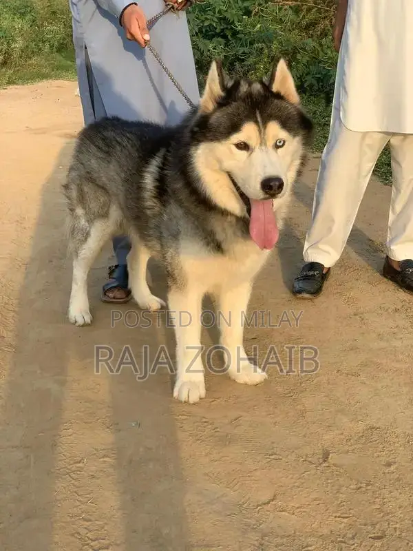 Urgent sale : Siberian Husky [contact no]