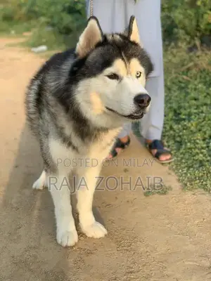 Urgent sale : Siberian Husky [contact no]