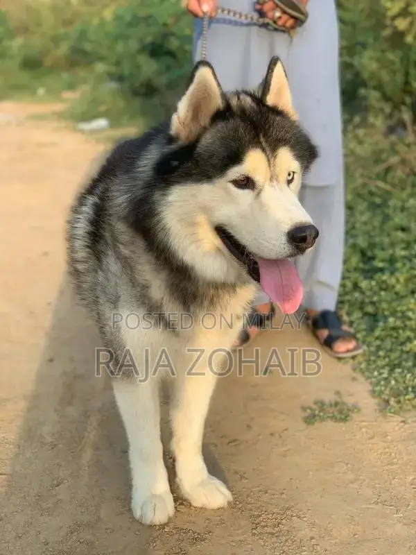 Urgent sale : Siberian Husky [contact no]