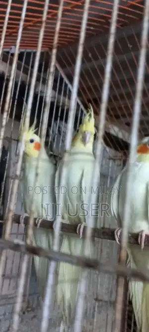 Photo - Premium Quality Cream Colored Cocktail Breeder Pair with Chick