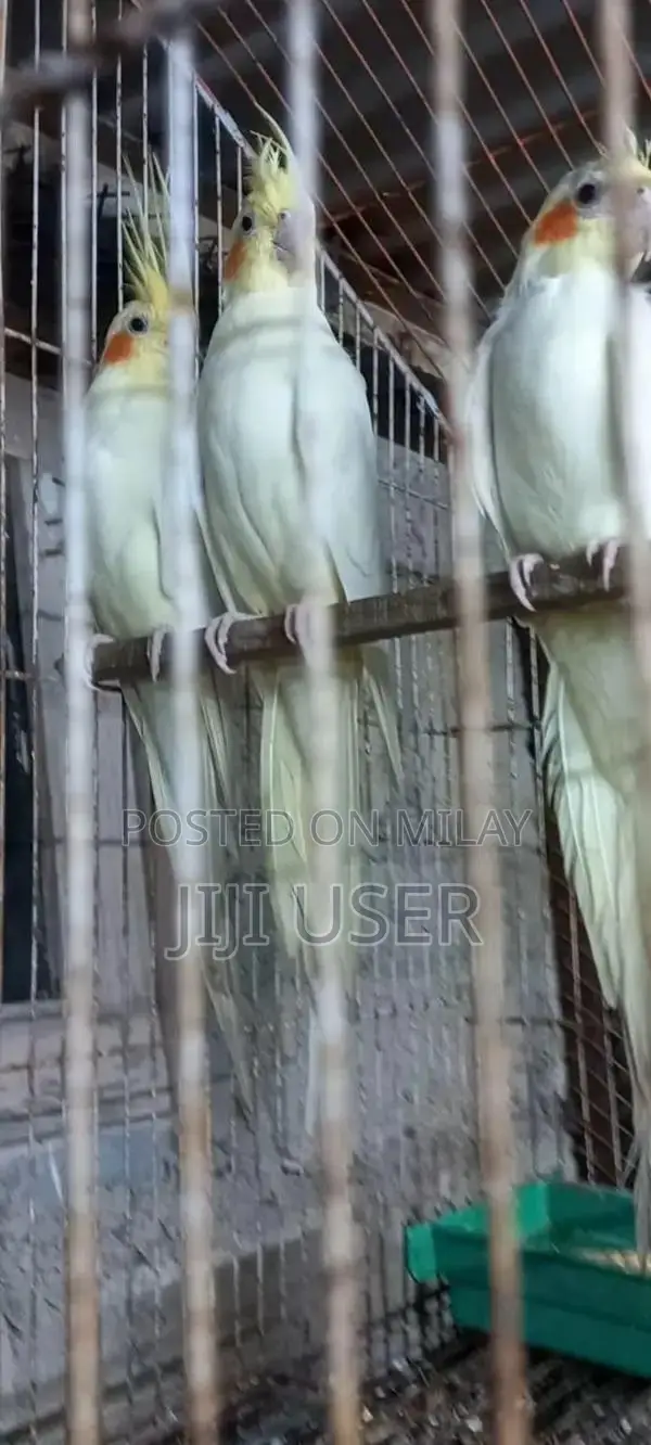 Premium Quality Cream Colored Cocktail Breeder Pair with Chick