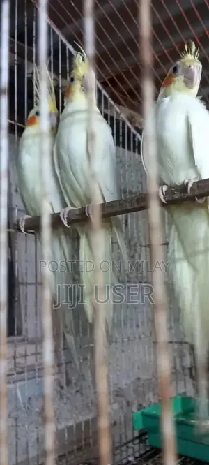 Premium Quality Cream Colored Cocktail Breeder Pair with Chick