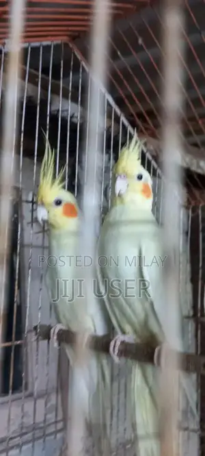 Premium Quality Cream Colored Cocktail Breeder Pair with Chick