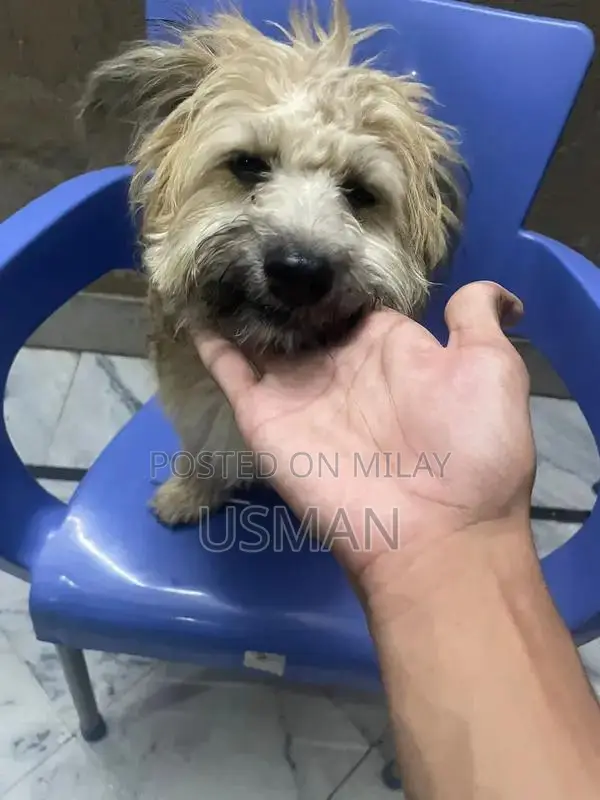 Cross Shitzhu Puppies - Vaccinated 3-Month-Old Dogs