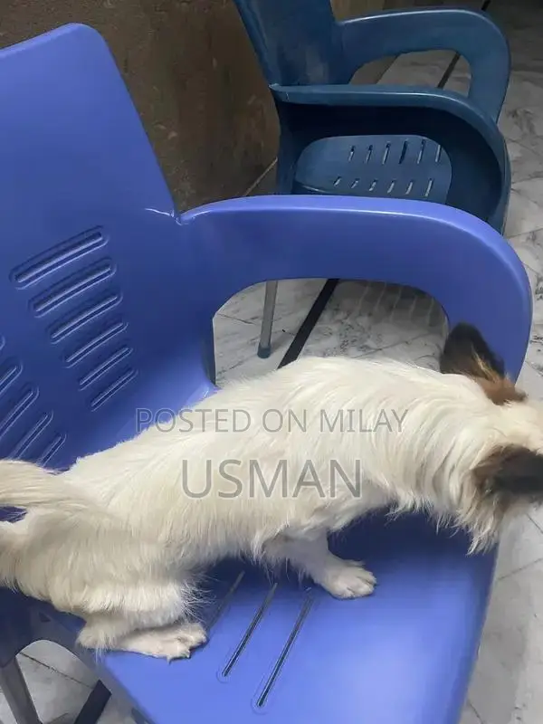 Cross Shitzhu Puppies - Vaccinated 3-Month-Old Dogs