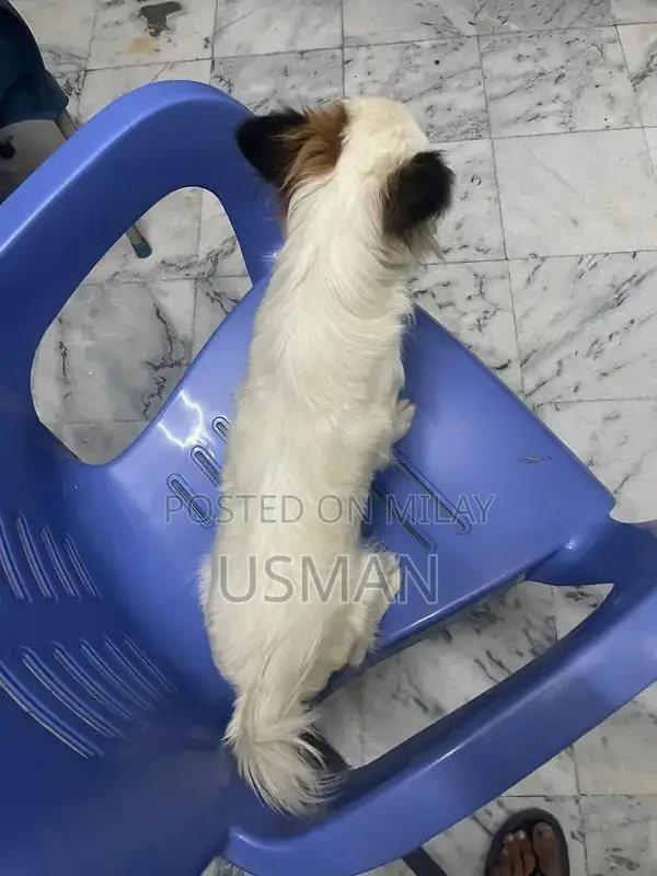 Cross Shitzhu Puppies - Vaccinated 3-Month-Old Dogs