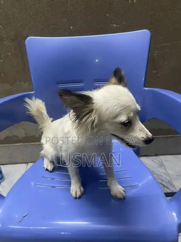 Cross Shitzhu Puppies - Vaccinated 3-Month-Old Dogs