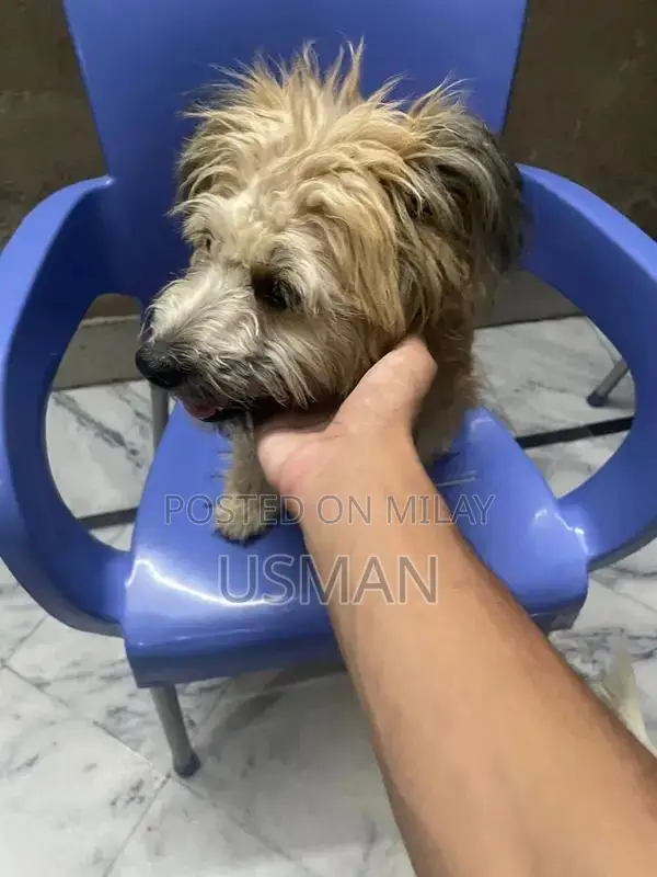 Cross Shitzhu Puppies - Vaccinated 3-Month-Old Dogs