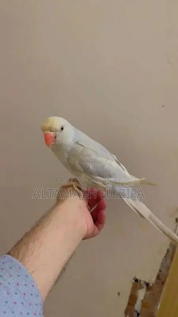 Blue laiseng hand tamed