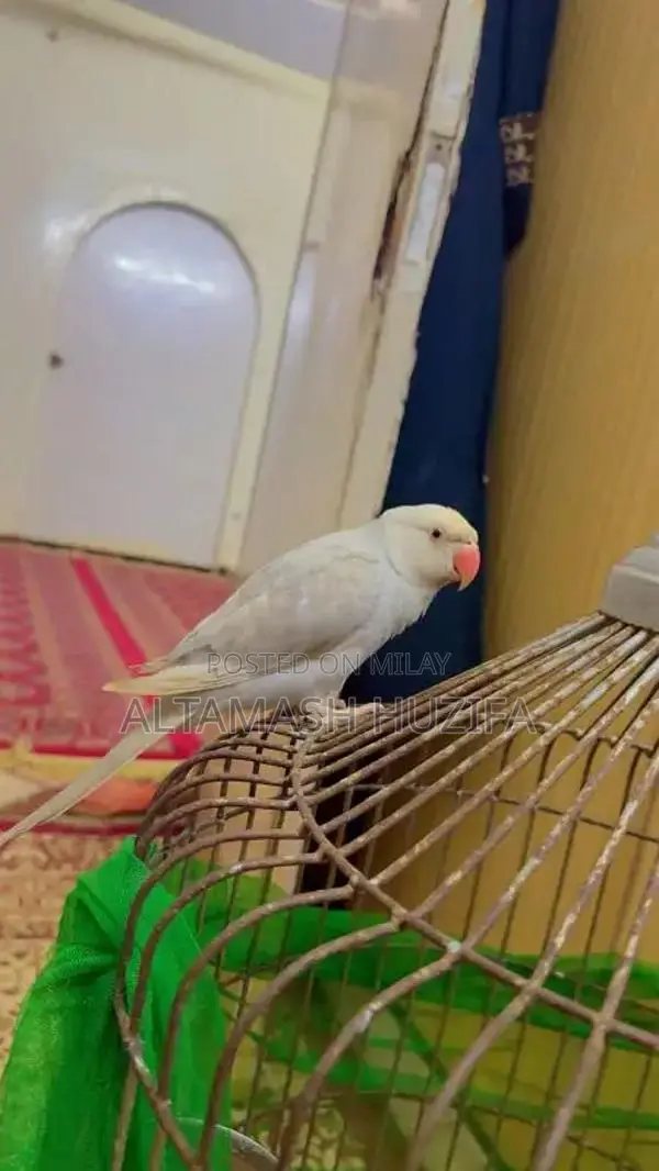 Blue laiseng hand tamed