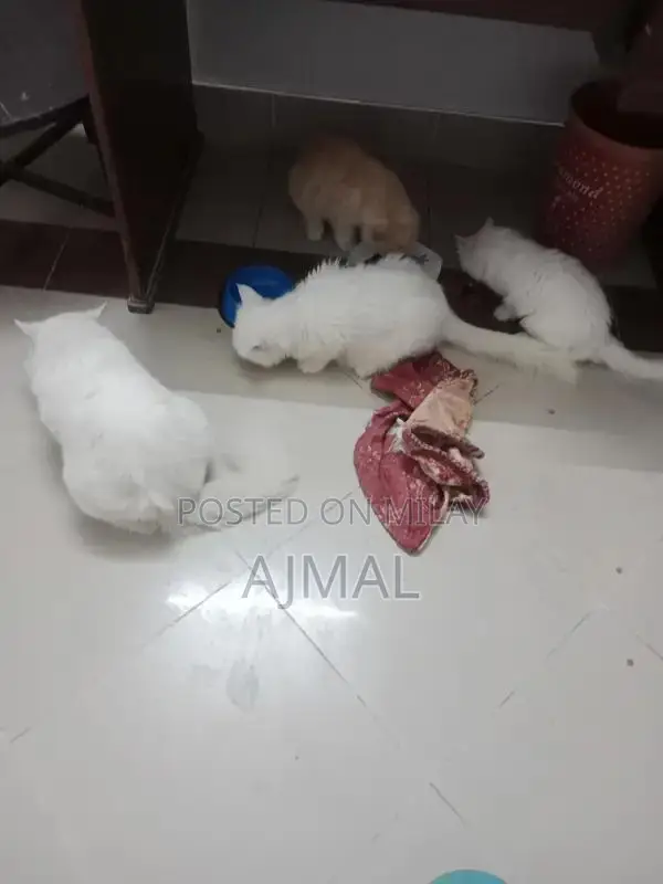 Persian kittens (Pair)