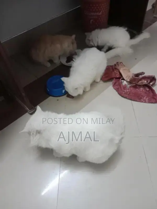 Persian kittens (Pair)