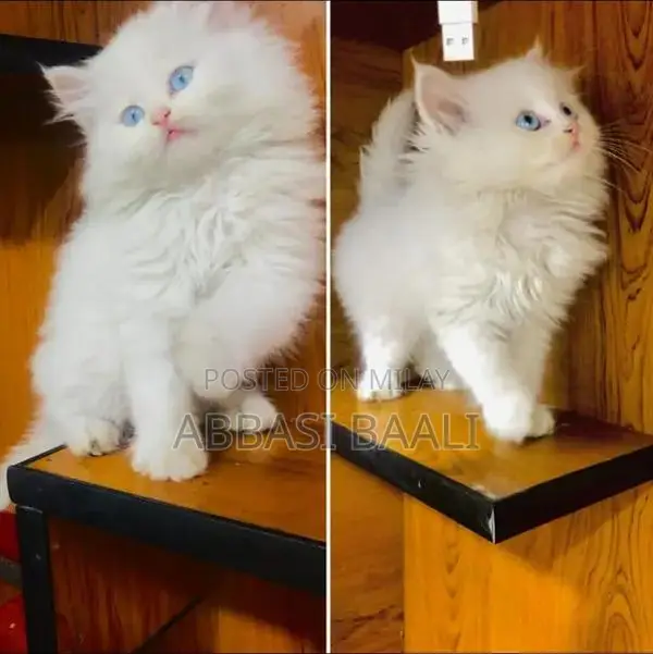 Persian cat