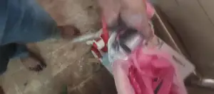 Child's Outdoor Swing Play Equipment