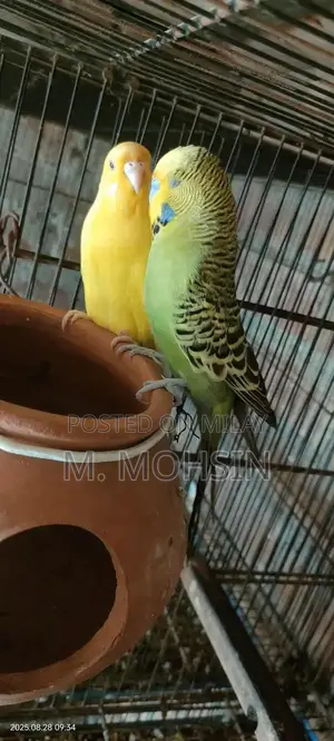 Photo - king mail  Red eye female king size