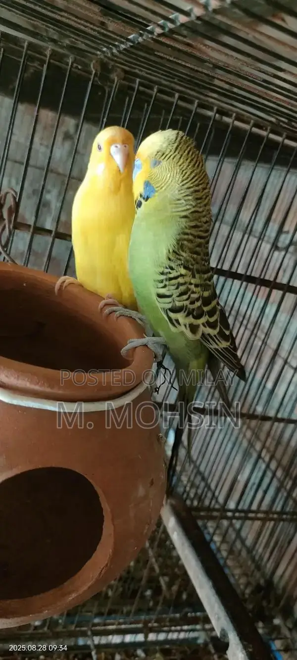 king mail  Red eye female king size