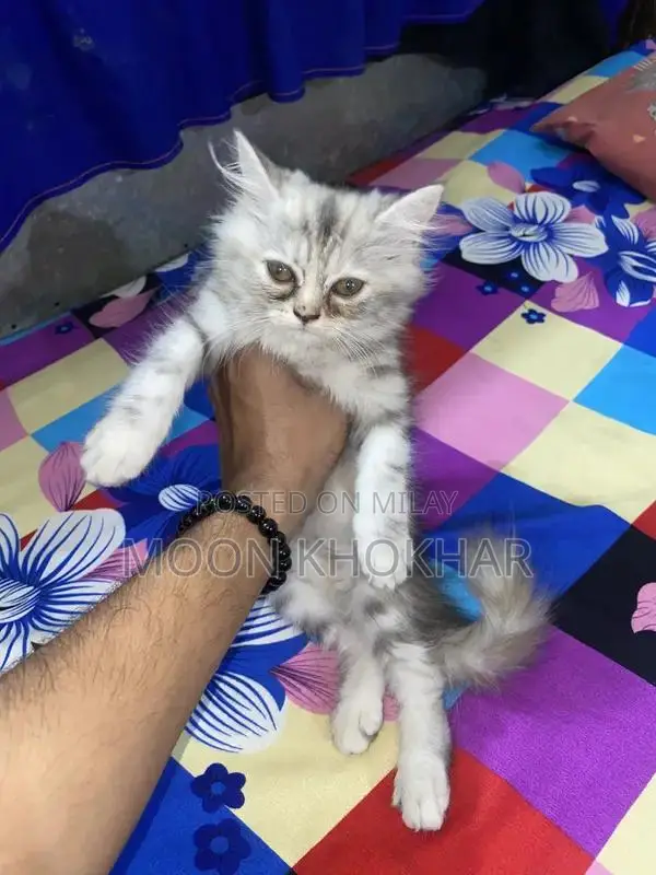 Persian cat