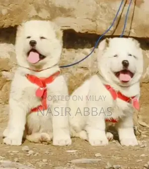 Photo - Alabai dog | King Alabai pair | security dog for sale | Alabai Breed