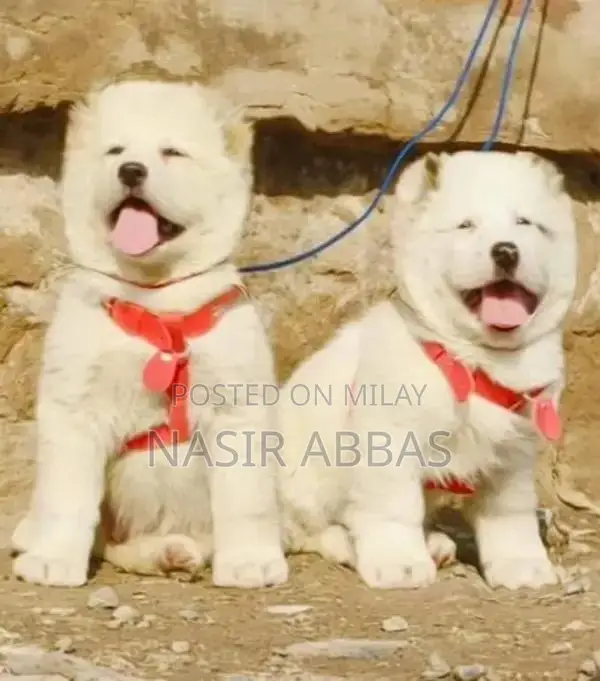 Alabai dog | King Alabai pair | security dog for sale | Alabai Breed