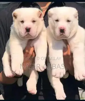 Photo - Alabai dog | King Alabai pair | security dog for sale | Alabai Breed