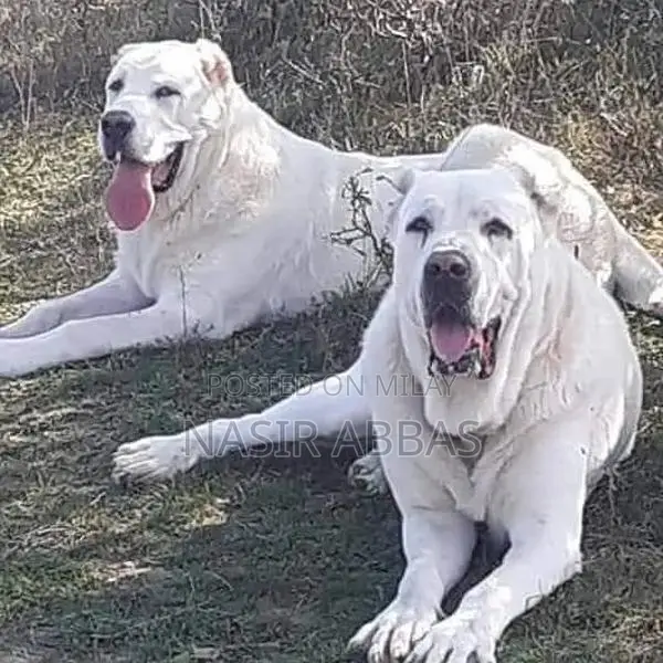 Alabai dog | King Alabai pair | security dog for sale | Alabai Breed