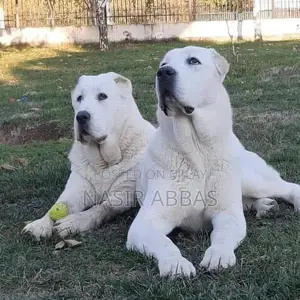 Alabai dog | King Alabai pair | security dog for sale | Alabai Breed