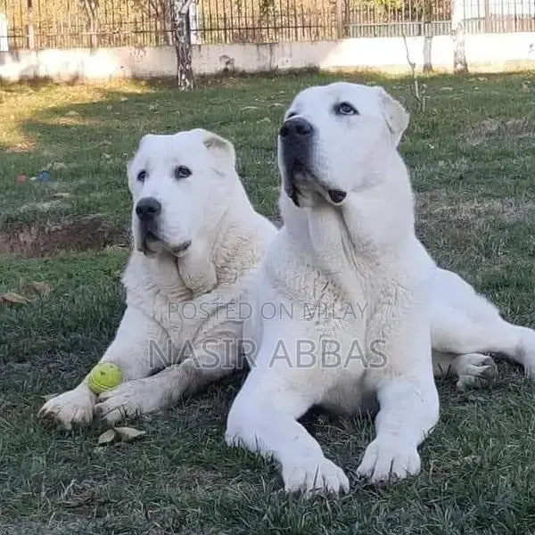 Alabai dog | King Alabai pair | security dog for sale | Alabai Breed