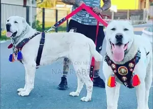 Alabai dog | King Alabai pair | security dog for sale | Alabai Breed