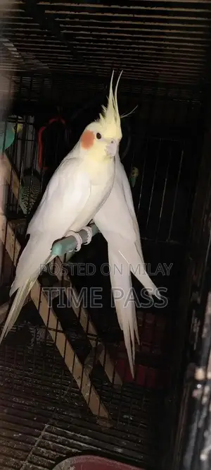 Photo - ak pair cockatiel and 3 pair Australian and double cage