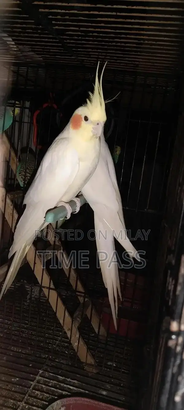 ak pair cockatiel and 3 pair Australian and double cage