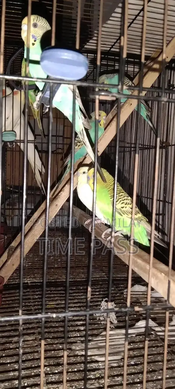 ak pair cockatiel and 3 pair Australian and double cage