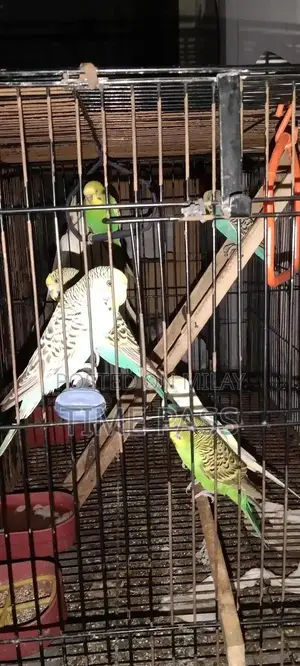 ak pair cockatiel and 3 pair Australian and double cage