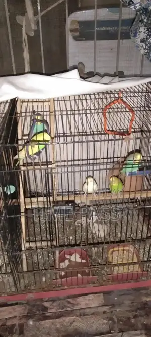ak pair cockatiel and 3 pair Australian and double cage